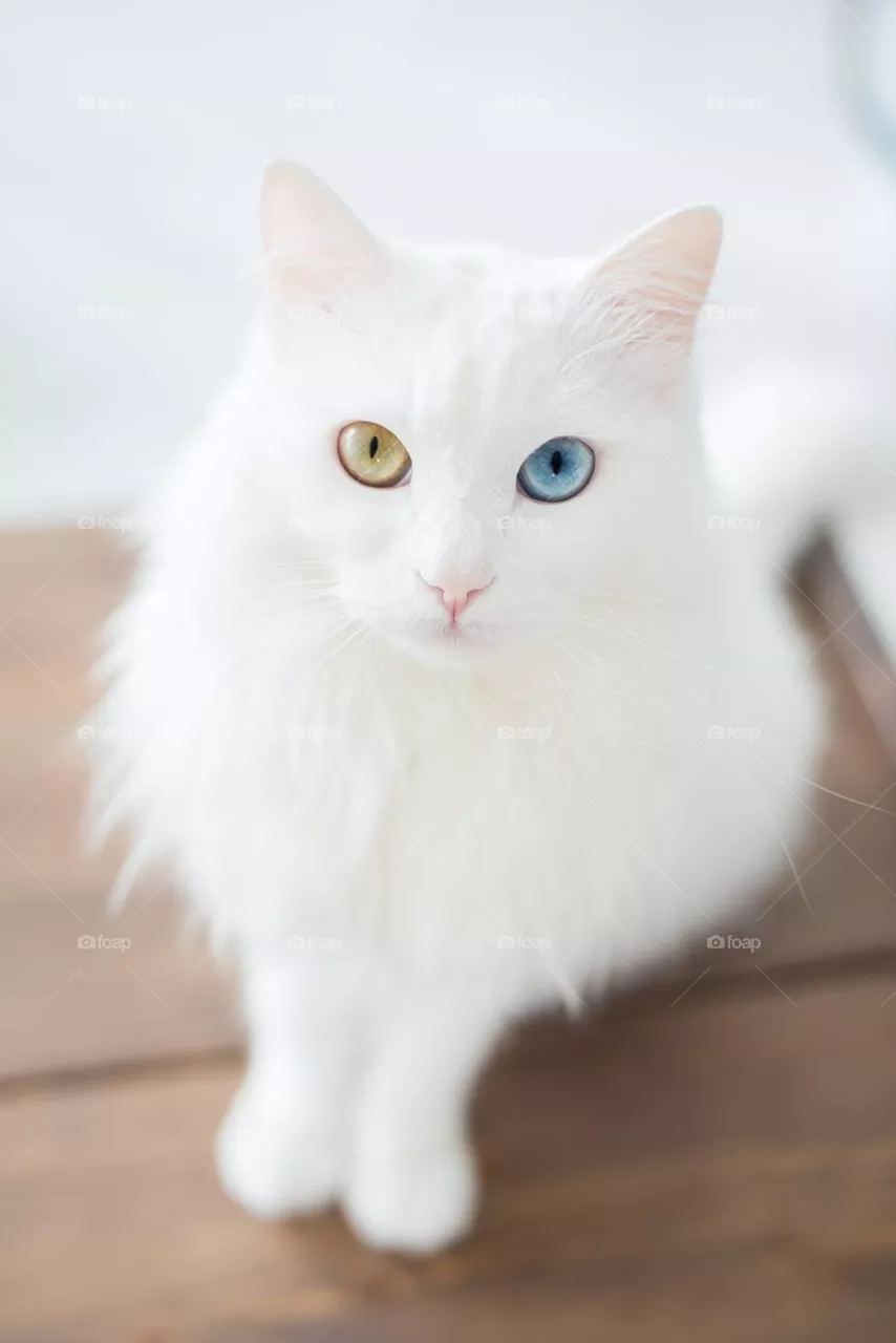 cat.