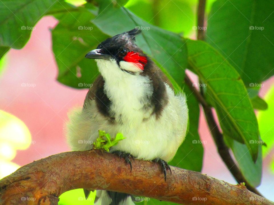 The red-whiskered bulbul (Pycnonotus jocosus), or crested bulbul, is a passerine bird found in Asia. It is a member of the bulbul family.