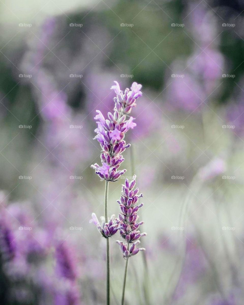 nice plante, purple color, purple plante, nice lavendar