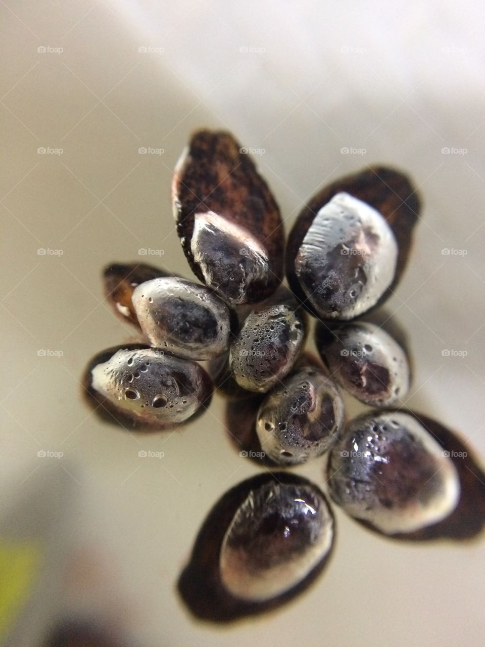 watermelon seeds in water