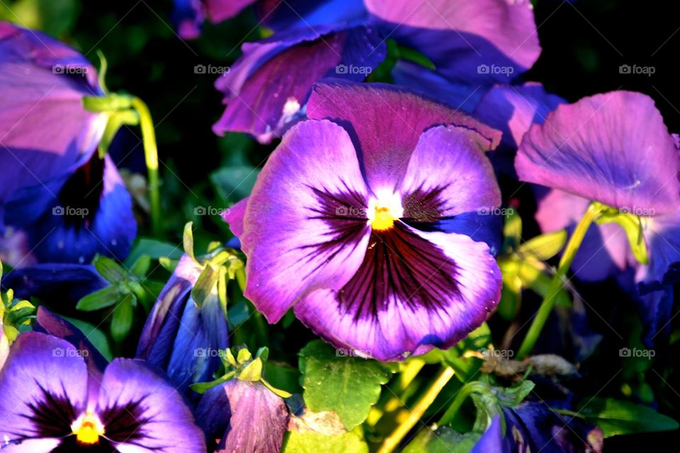 detail of a small violet flower