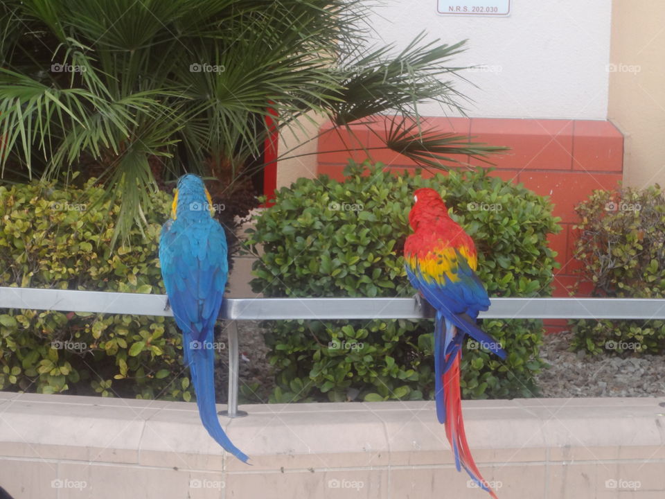 Vegas parrots
