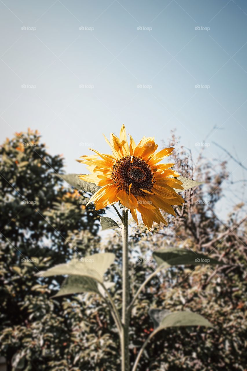 sunflower