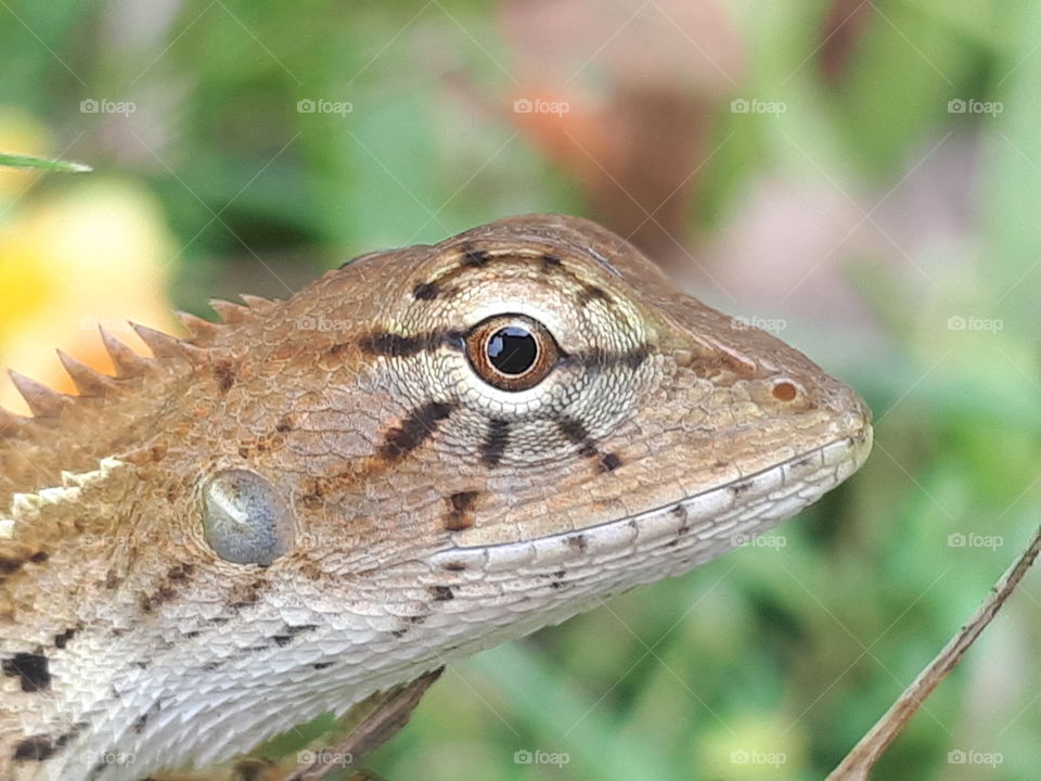 Close up of tree lizard