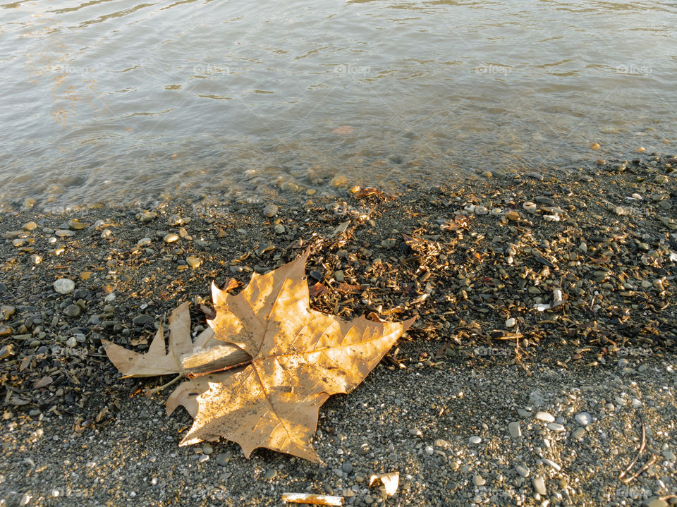 Leaves by the river