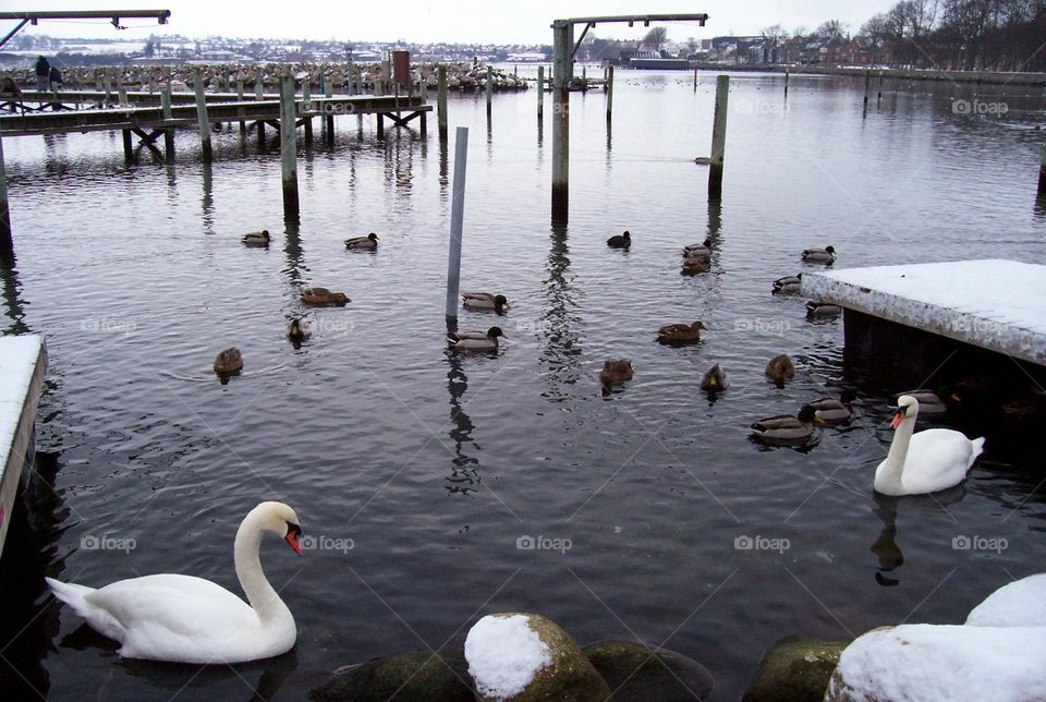 Swans and Ducks in Denmark