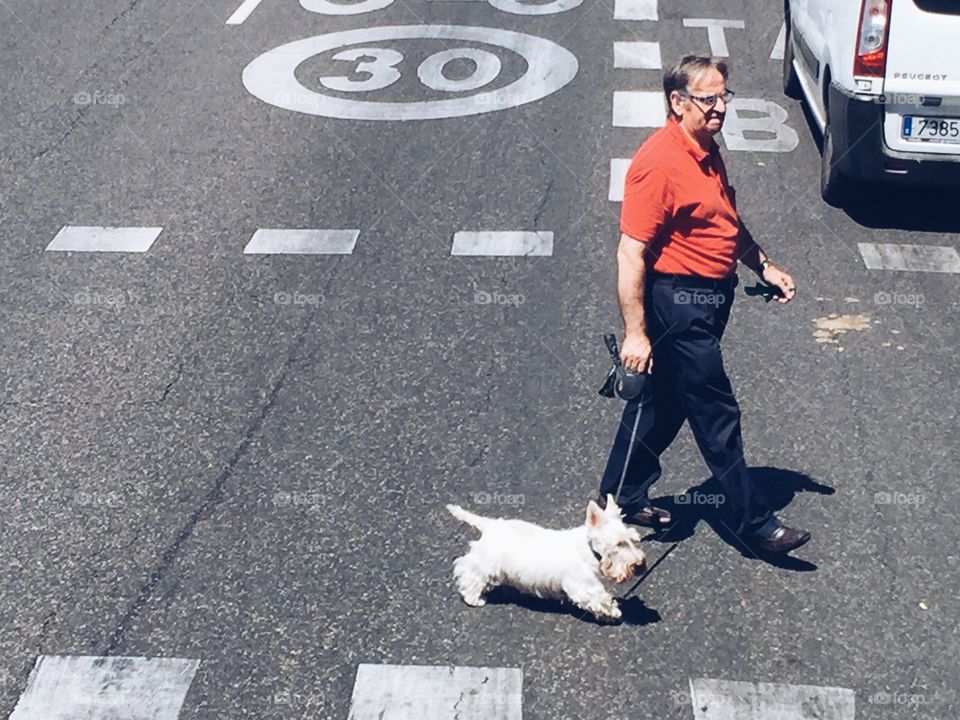 Man walking his white small dog over the street