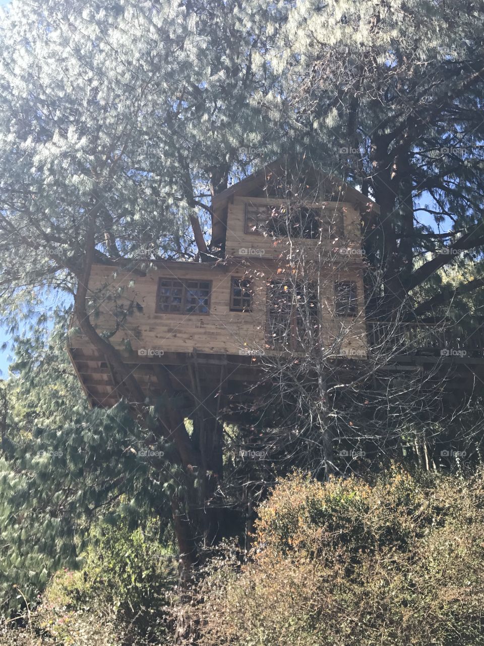 tree house