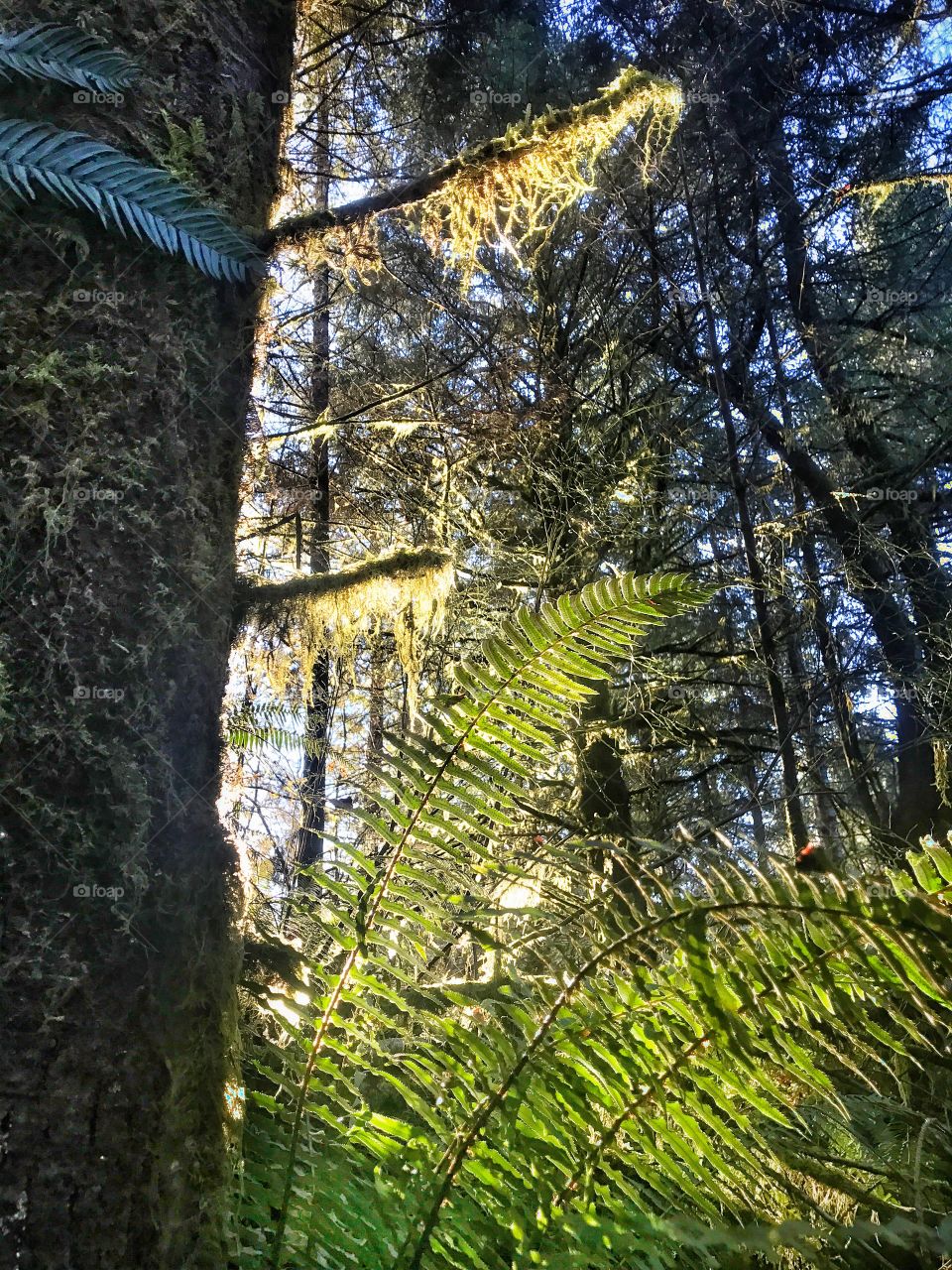 Close-up of ferns