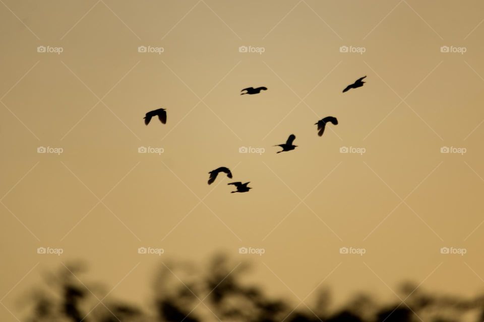 Birds flying in the sky at sundown