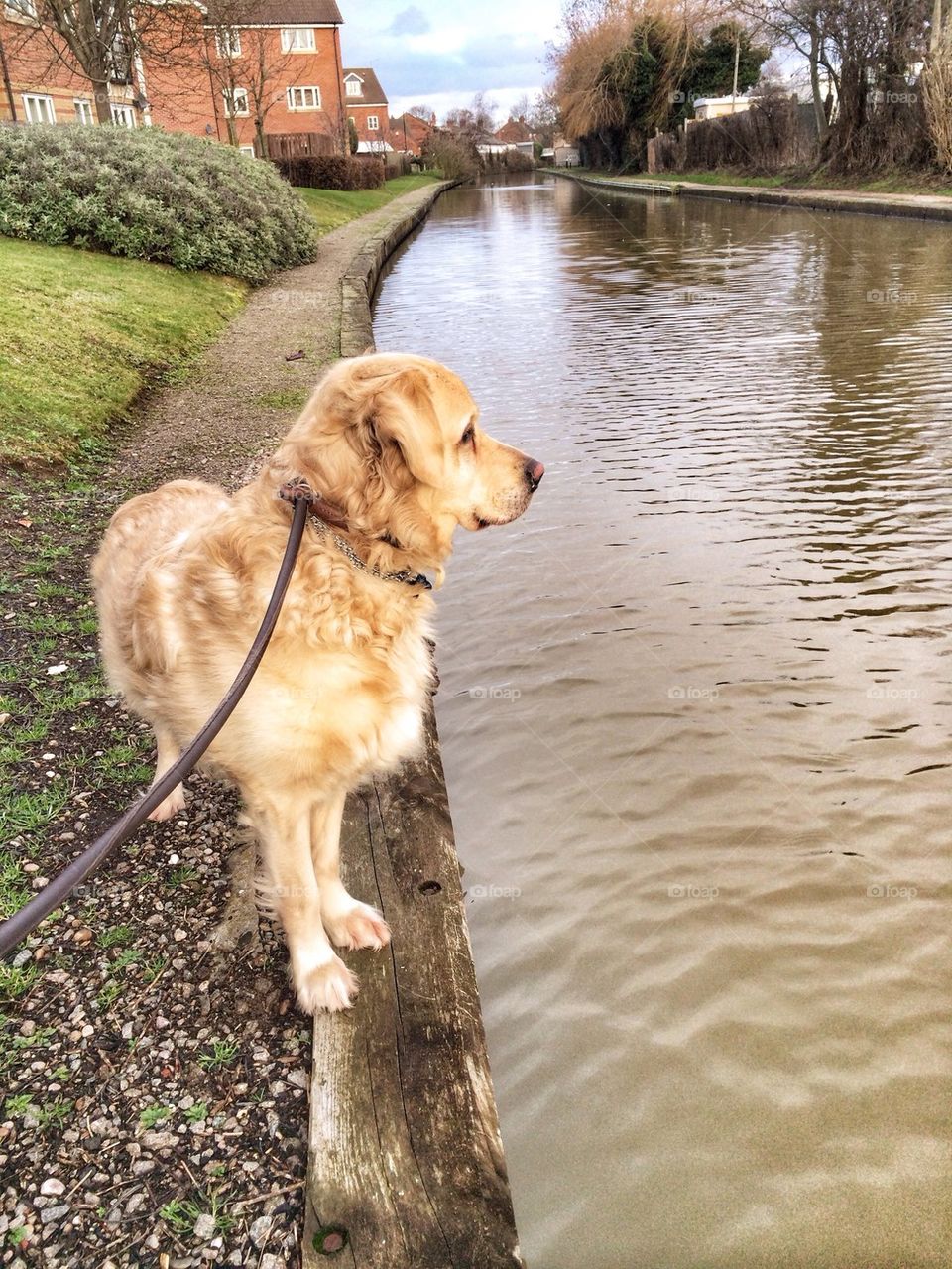 Nocas - Golden Retriever