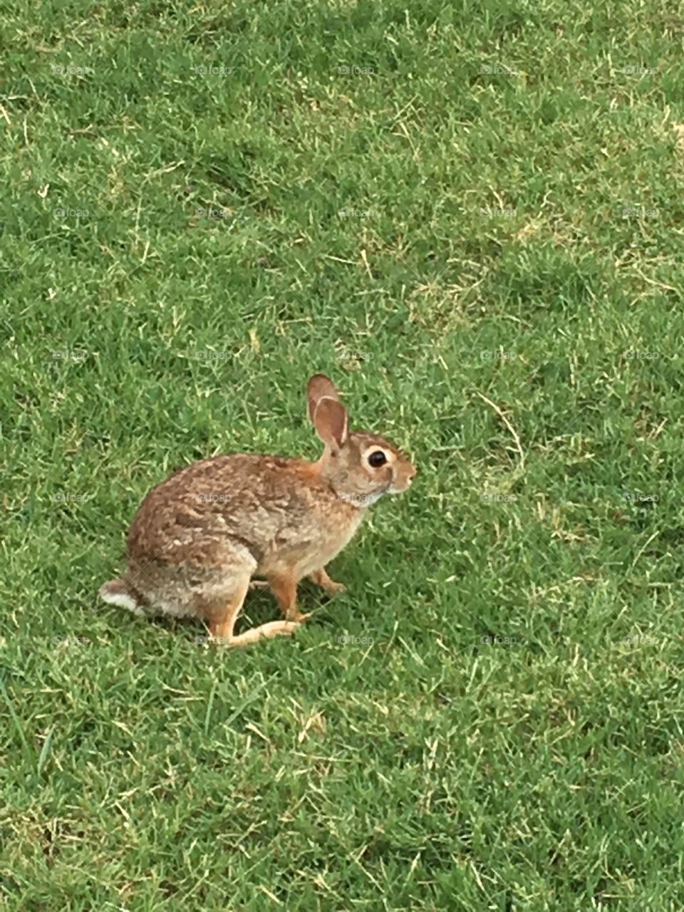 Backyard bunny