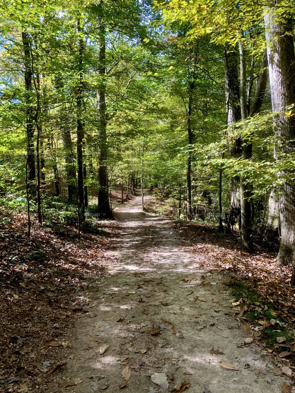 Peaceful walking trail through wooded park 