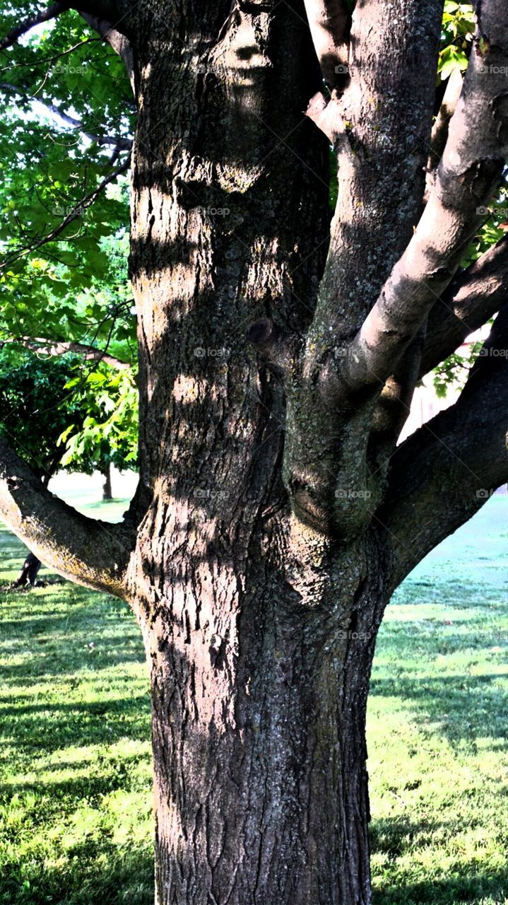 Large Tree Trunk. Top of Trunk Appears a Face