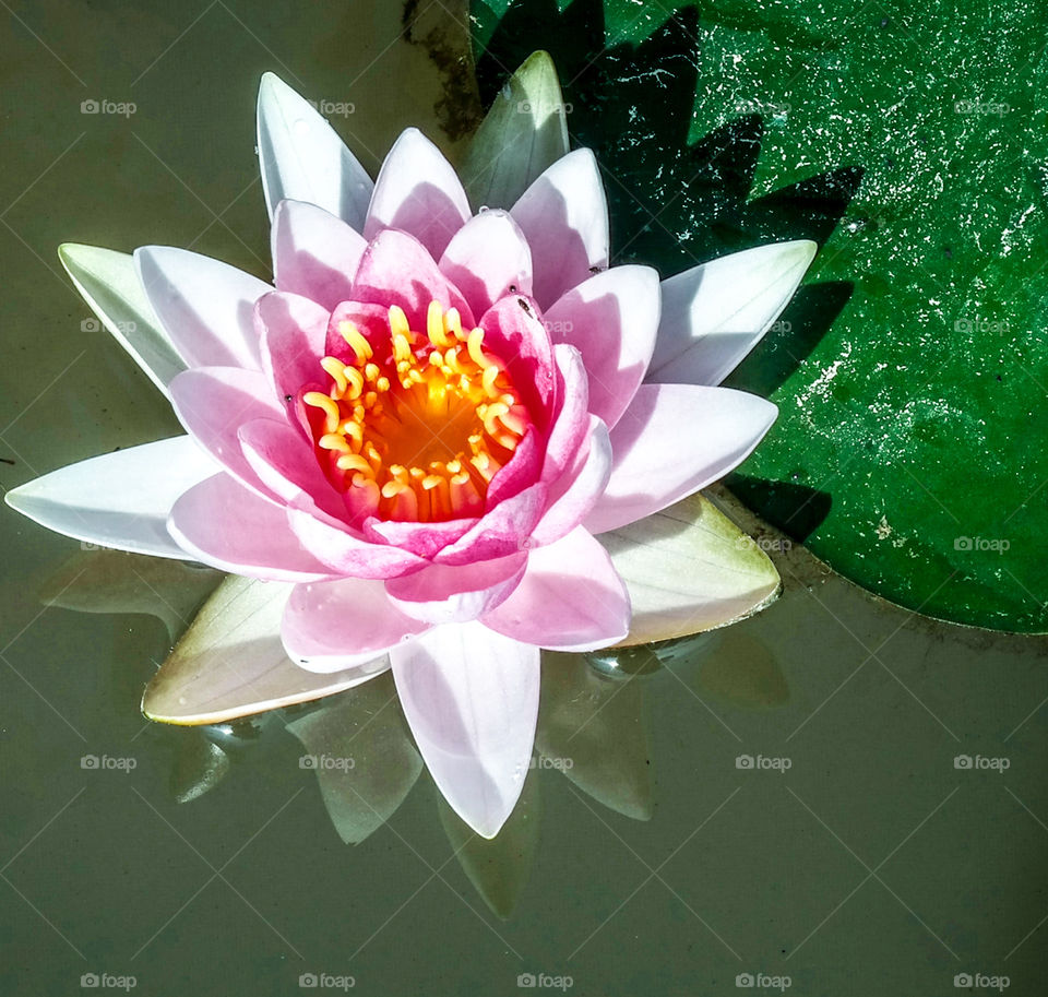 Lotus Reflections