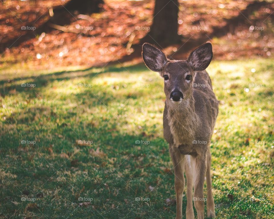 Adorable deer walking in the shadows at sunrise.