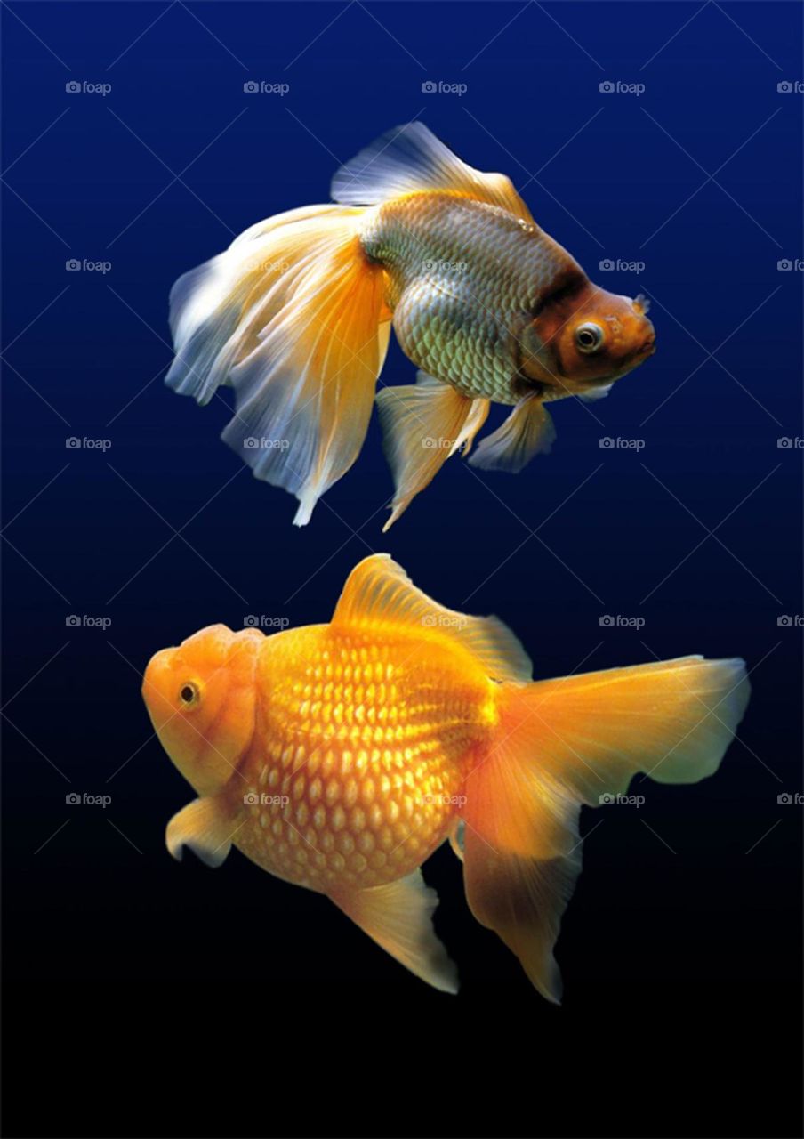 Beautiful and colourful fish