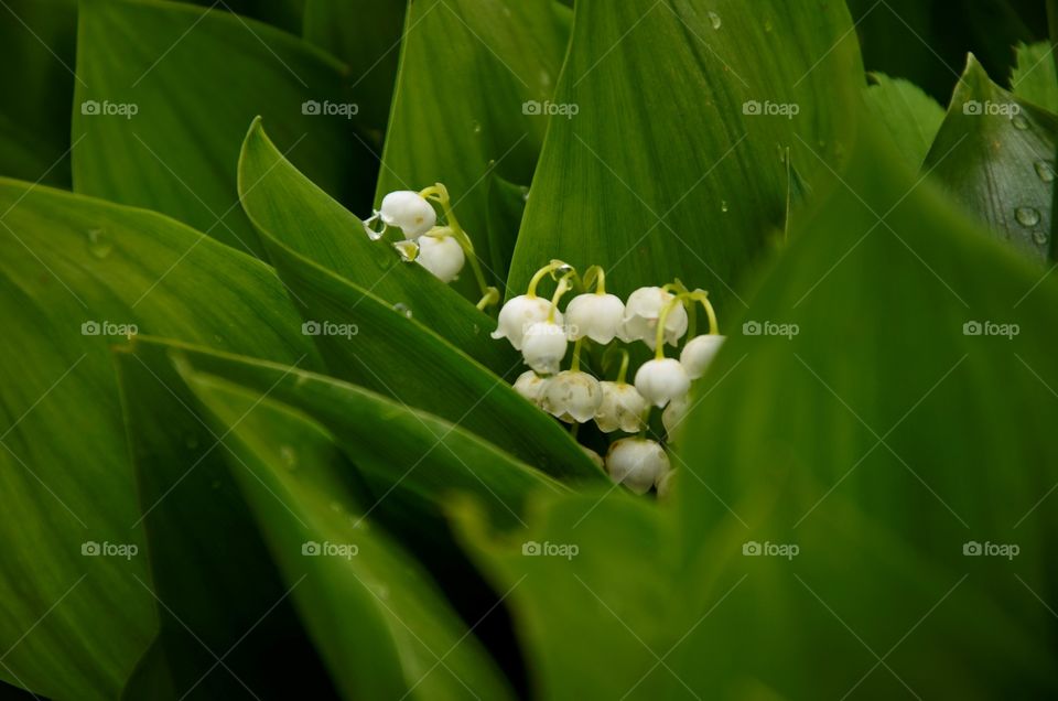 Lily of the valley