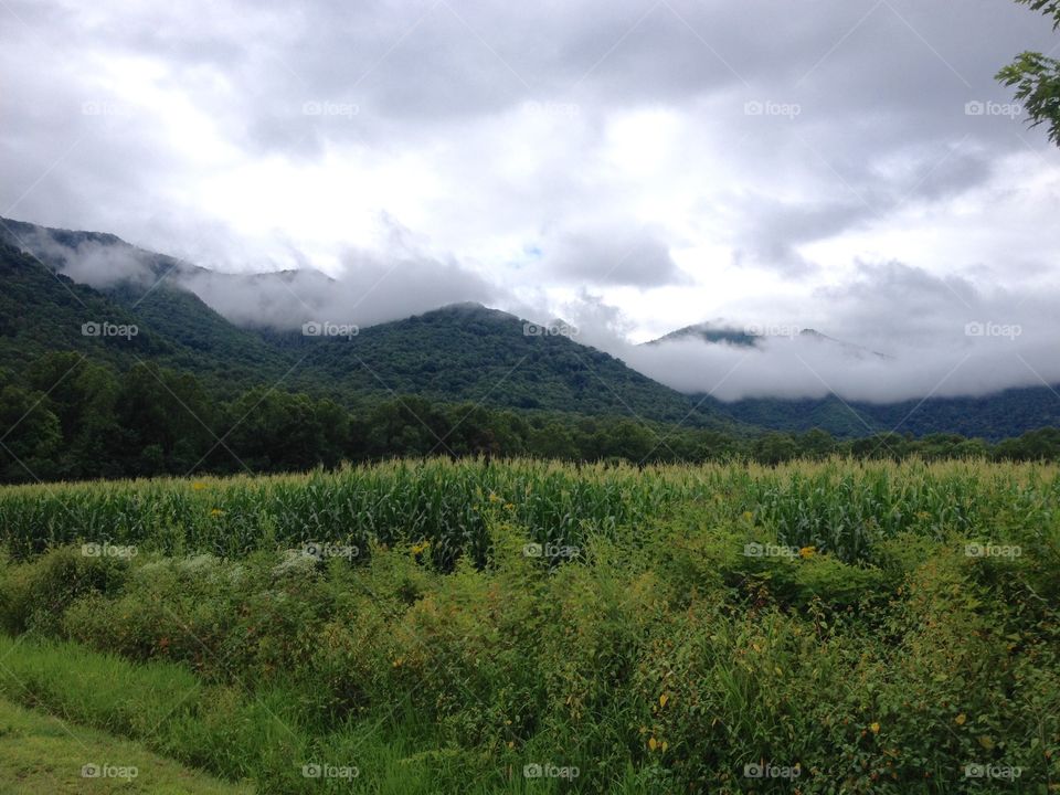 Morning fog . Mountain fog