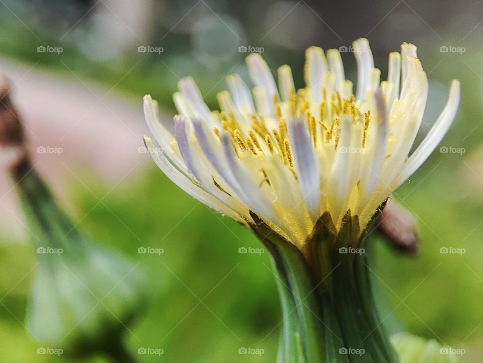 Dandelion flower, blooming