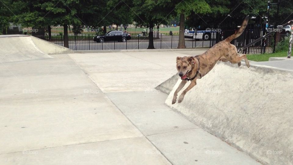 Dog jumping