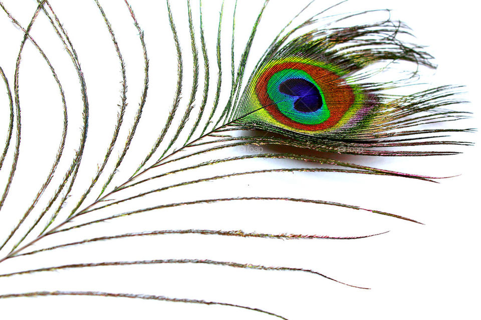 Peacock feather