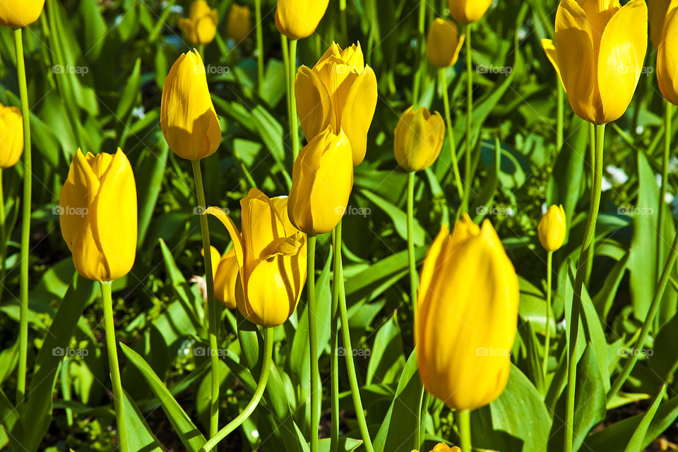 Yellow Tulips. This is a photograph of a field of yellow tulips.