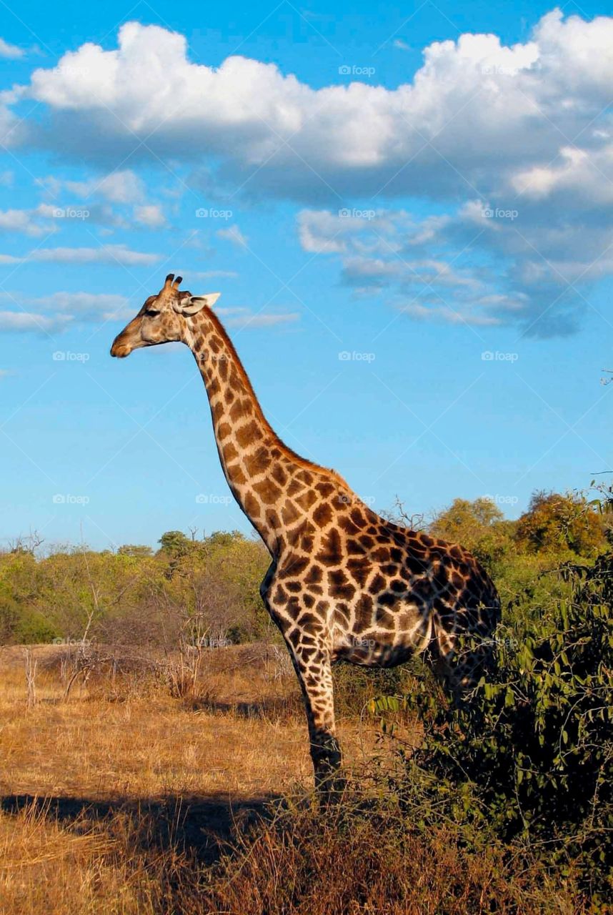 giraffe