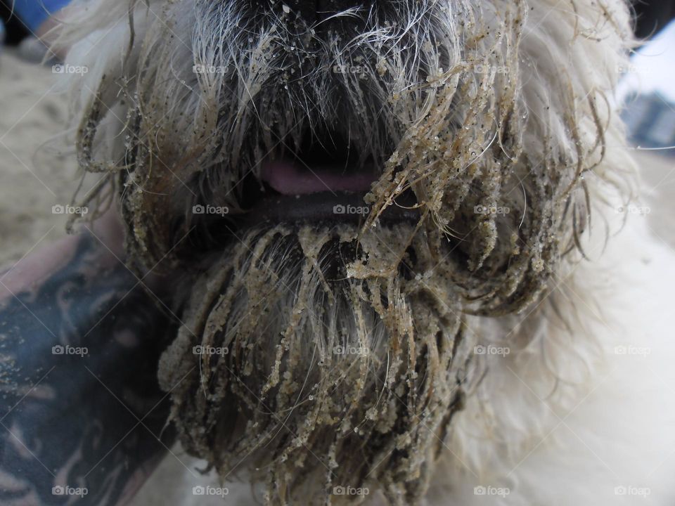 Dog in the beach