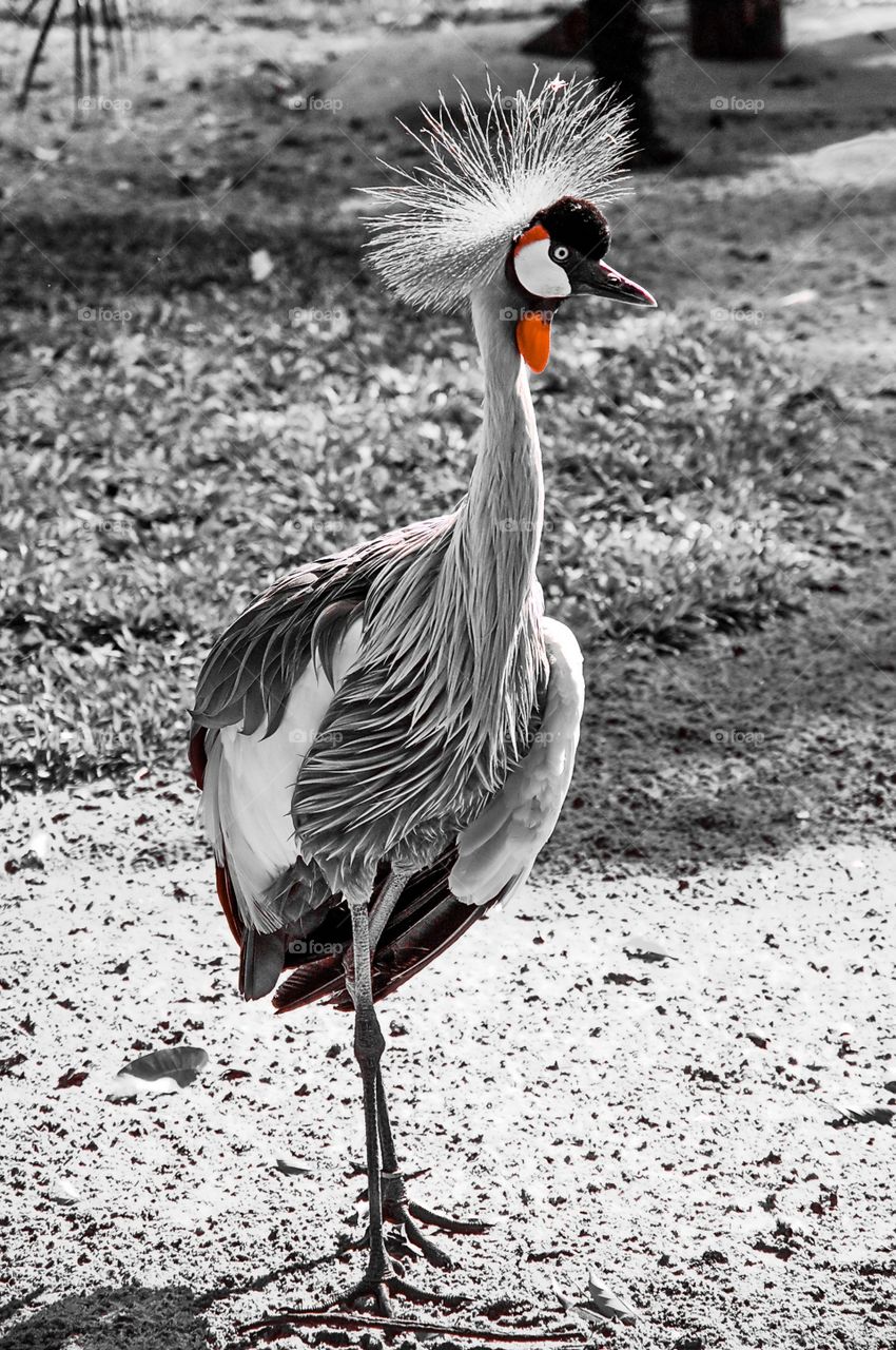 
Bird in zoo
