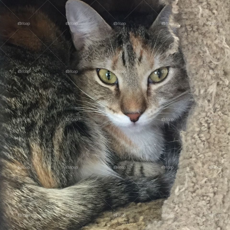 Tabby cat with green eyes curled up in a carpeted cat house