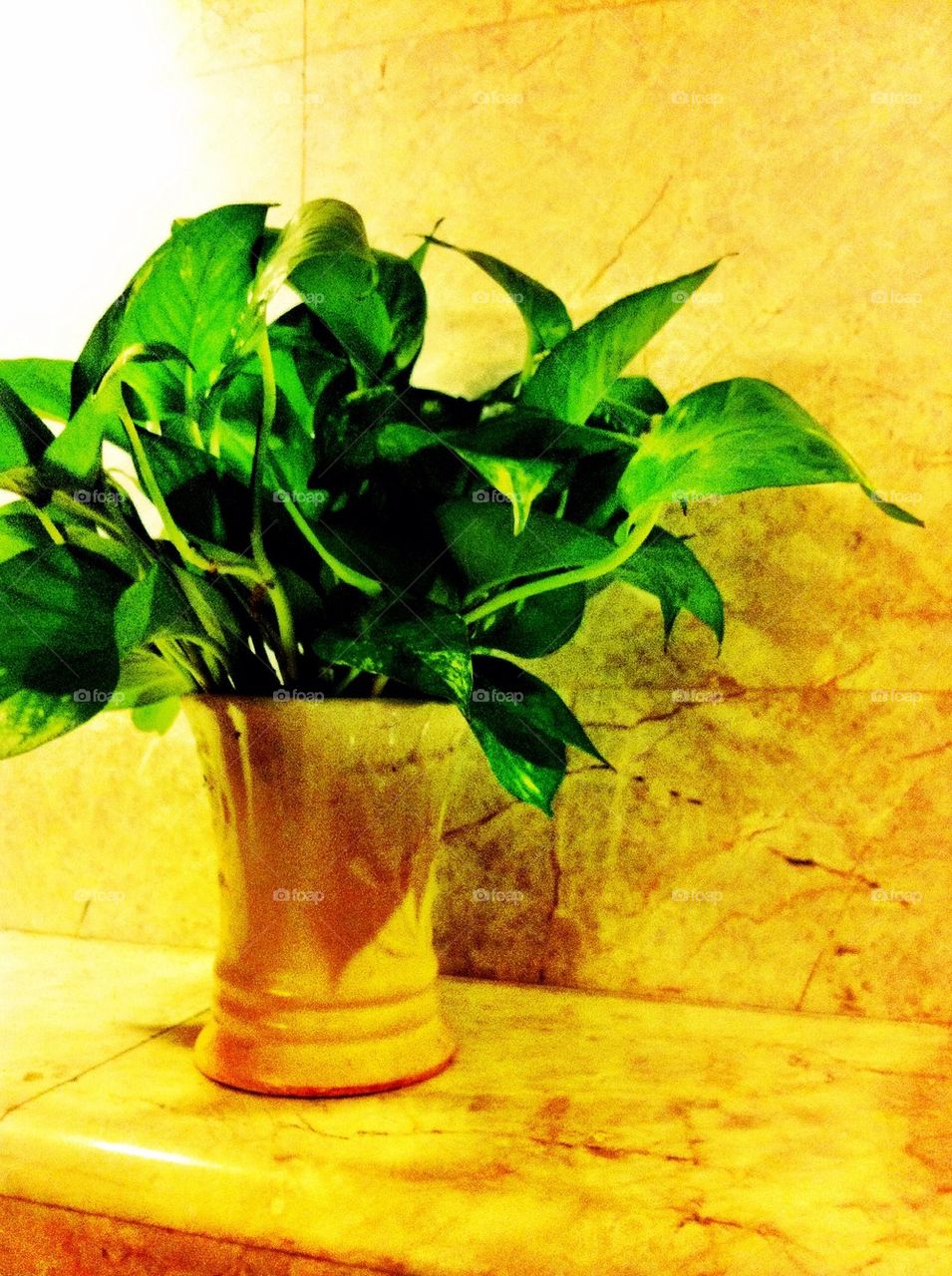 Green tree in the restroom