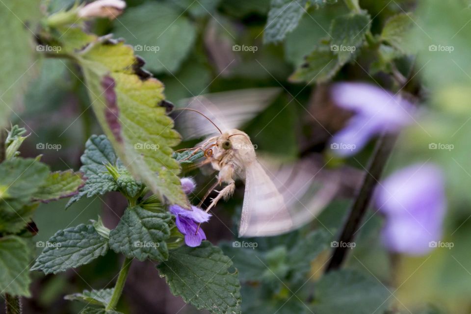 lat. Helicoverpa armigera