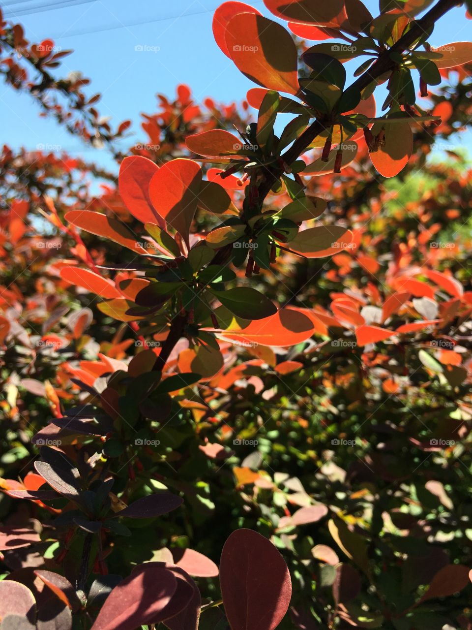 Hedge in sunlight