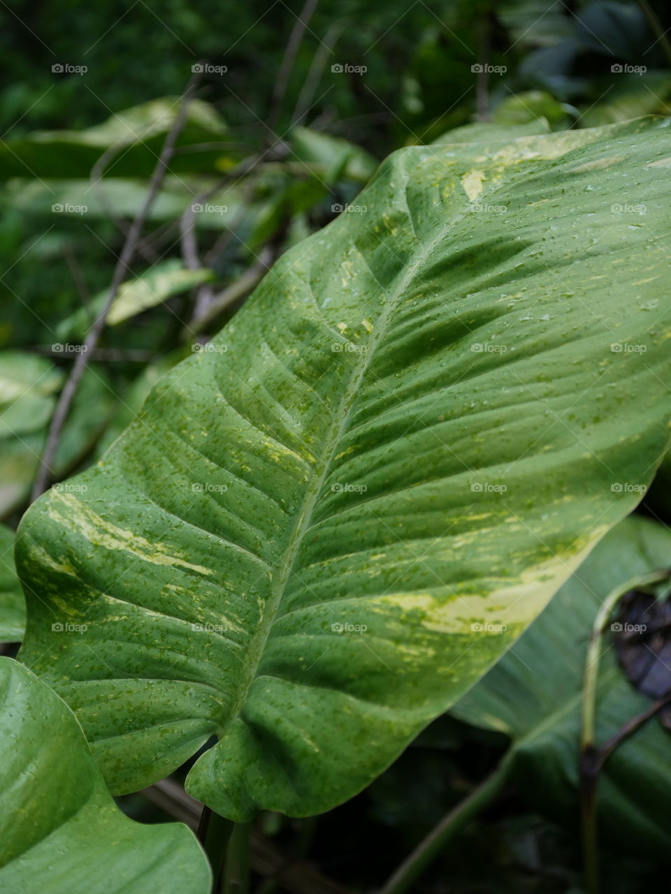 Green leaf in the Hawaiian tropical forest with rain drops on