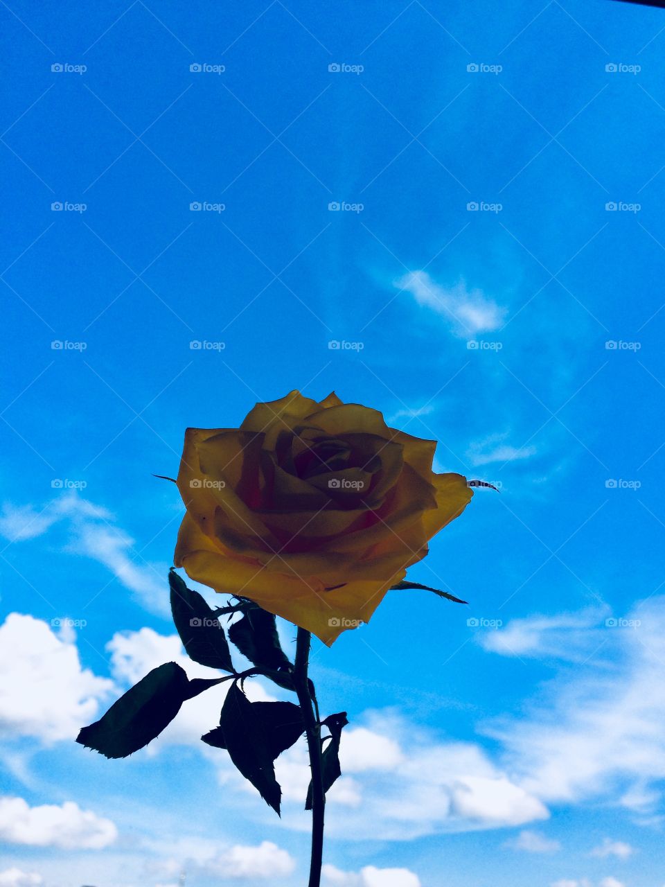 Sky and rose