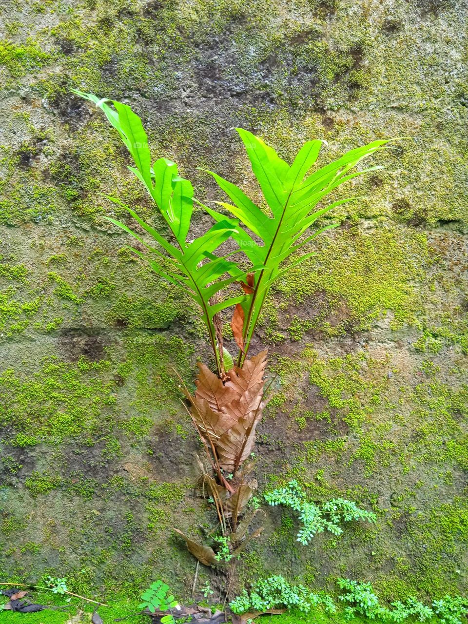 Green on cement bricks