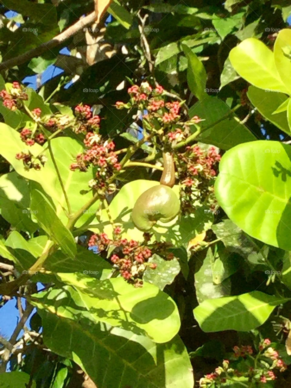 Cashew fruits and nuts on tree
