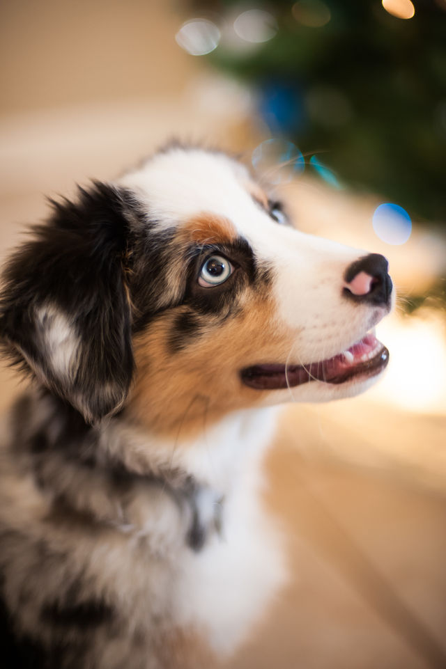 Close-up of dog