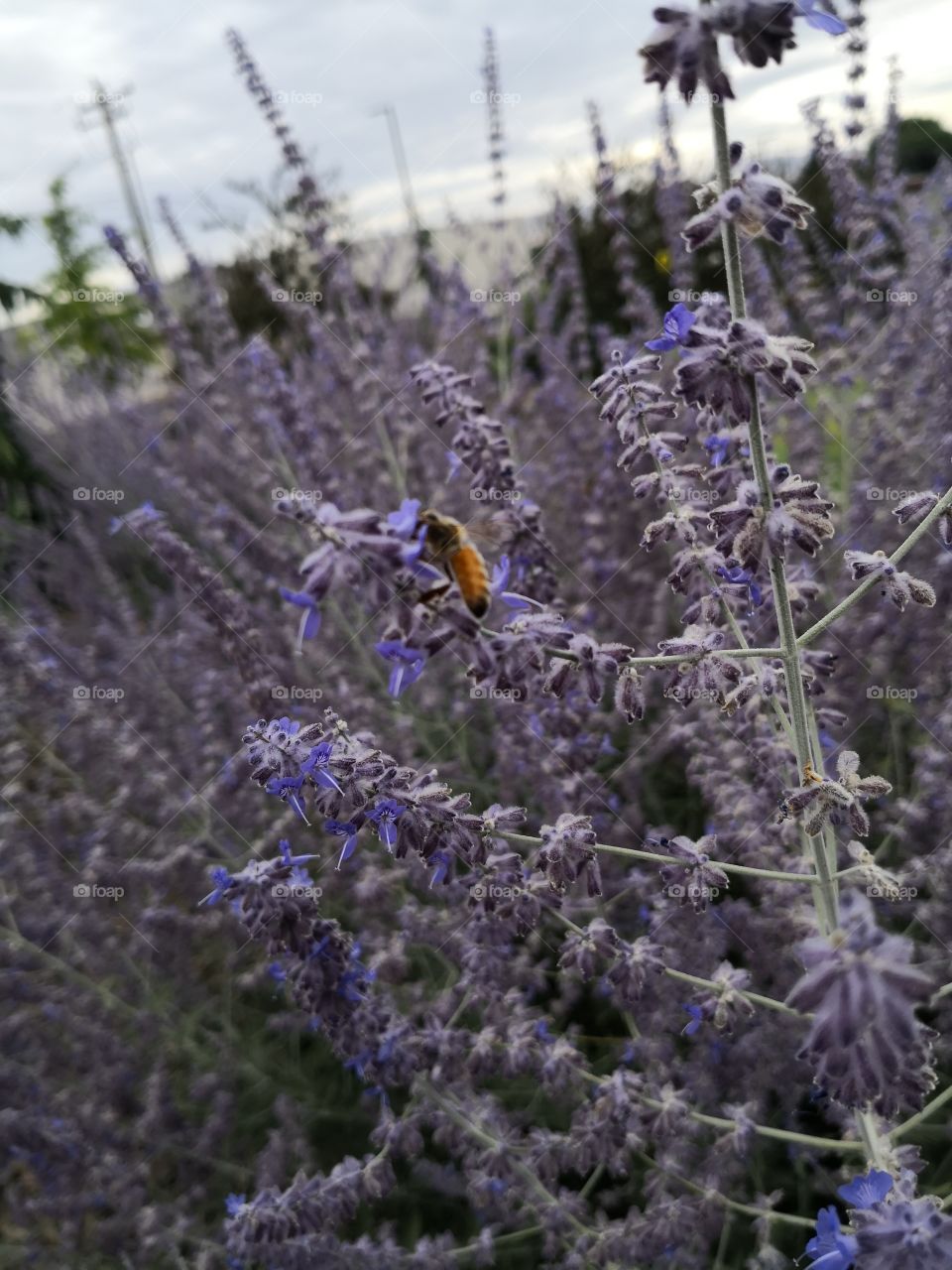 little bee, beautiful colors