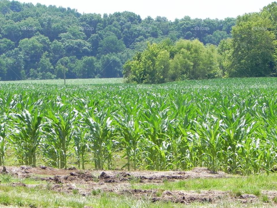 Tennessee corn fields