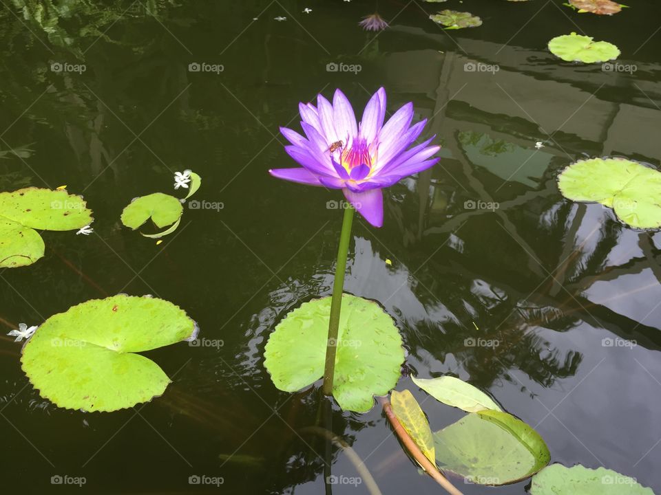 Lily pad flower