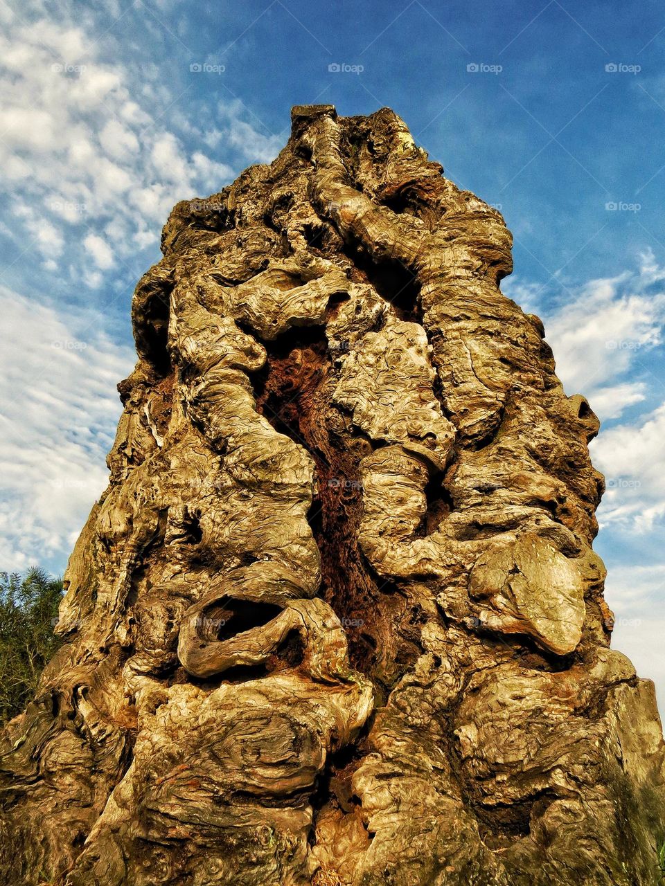 🇧🇷Imenso tronco de araucária de 800 anos em exposição no museu de Guarapuava - PR.
🇺🇲800 years old Paraná pine log exposed in a museum in Guarapuava - PR.