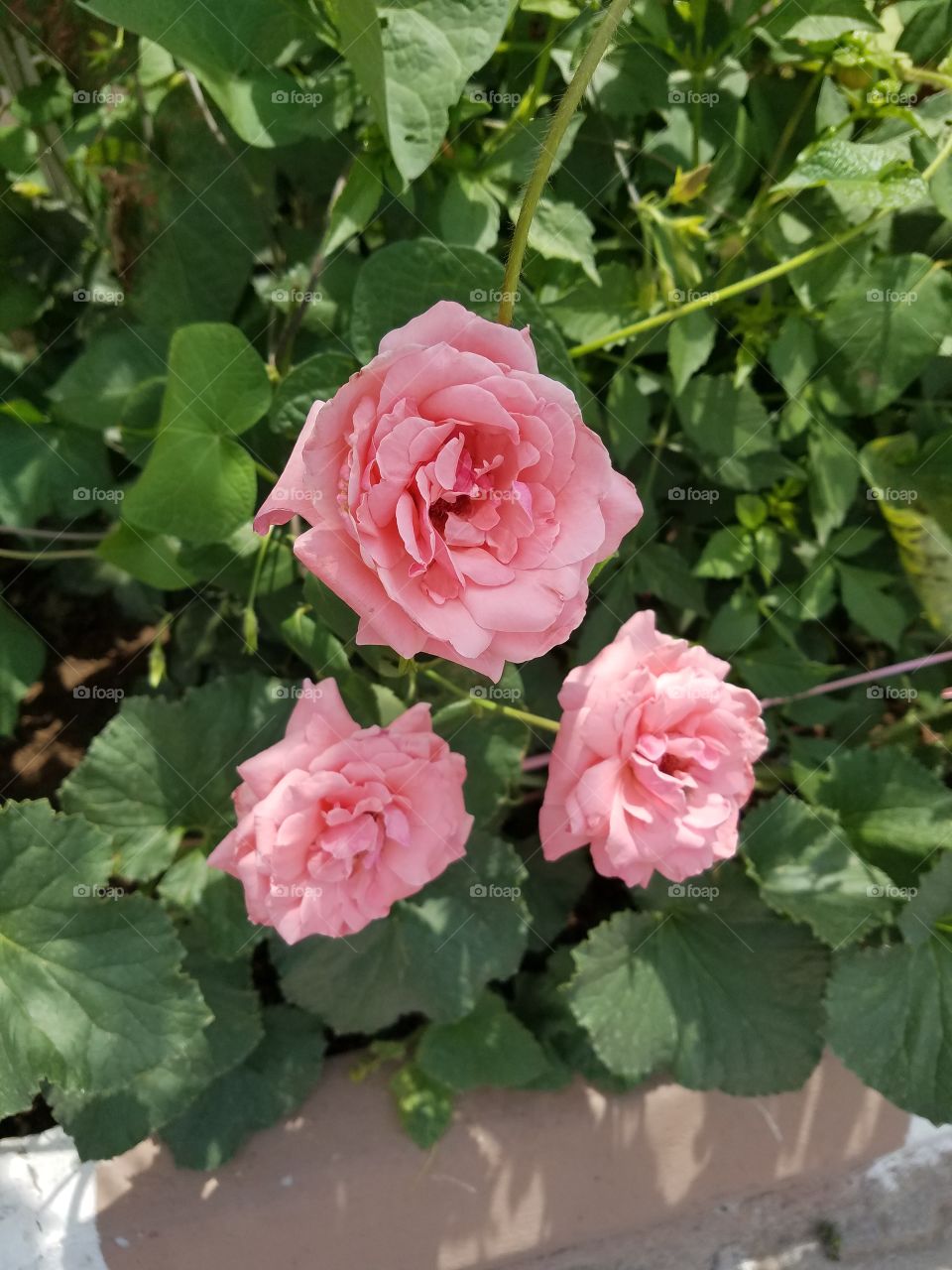 trio of pink roses