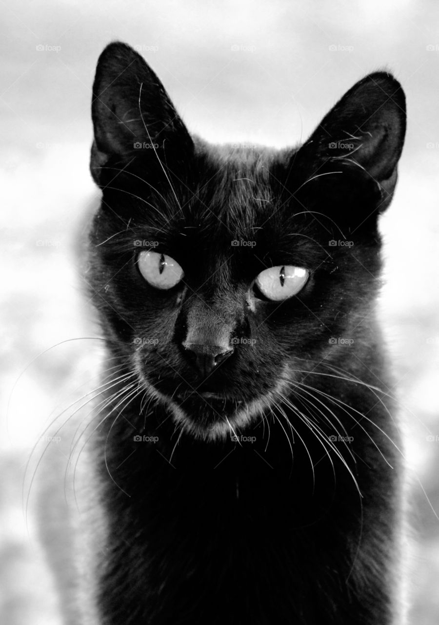 Black cat