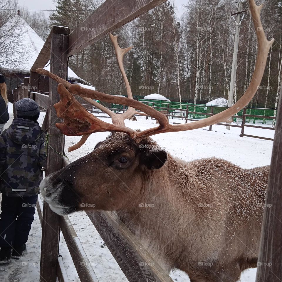 reindeer