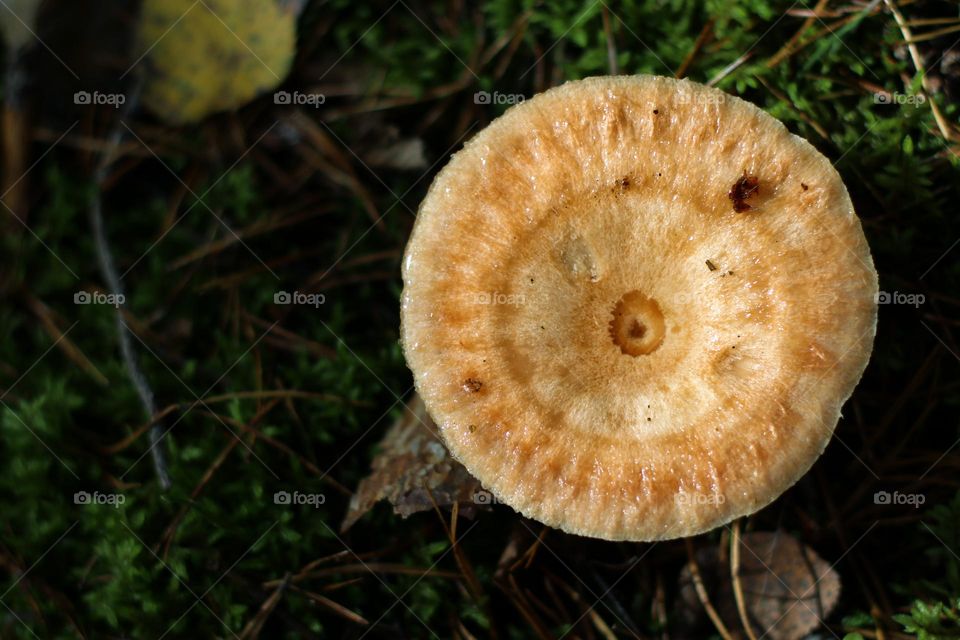 Top view of a golden yellow round mushroom with a beautiful pattern on dark forest floor