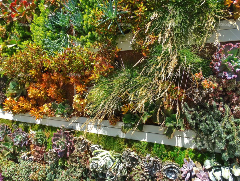 Succulents In A Hanging Garden Display