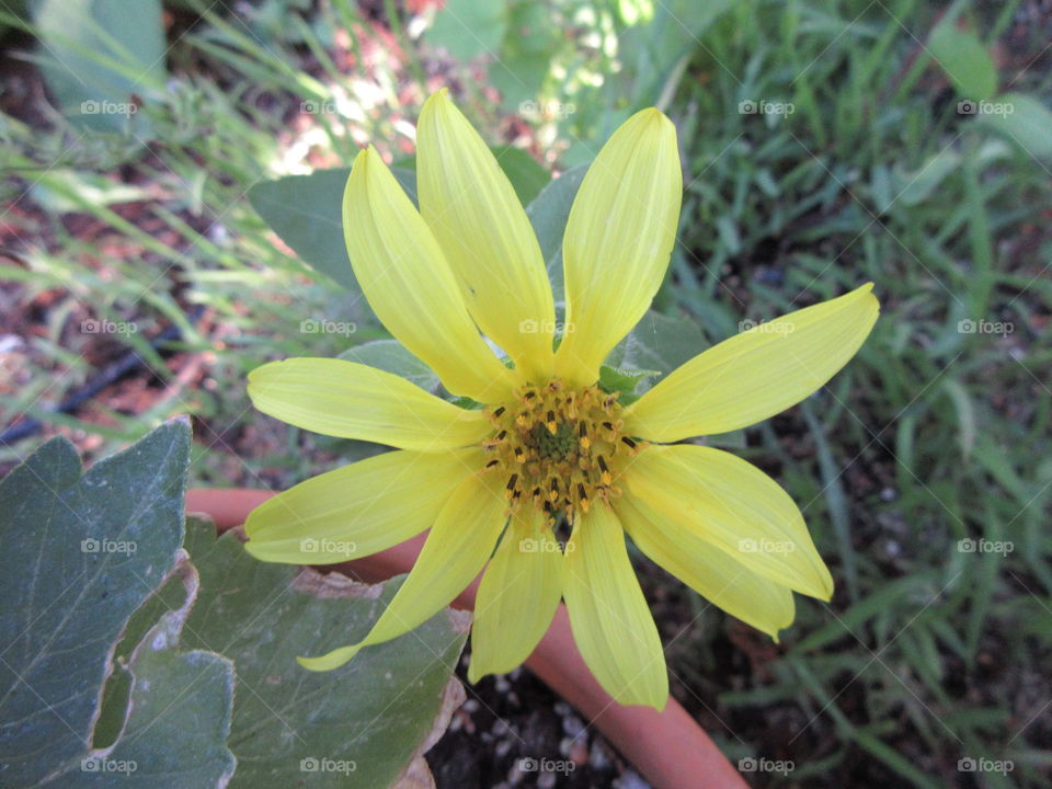 small sunflower