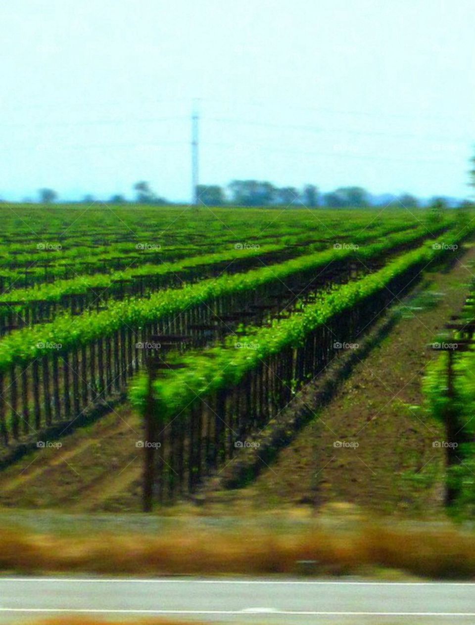 Vineyards 